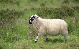 Cute Fluffy Sheep On Grass Wallpaper
