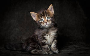 Cute Kitten Posing Adorably Wallpaper