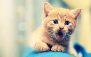 Cute Little Kitten Animal Portrait Wallpaper