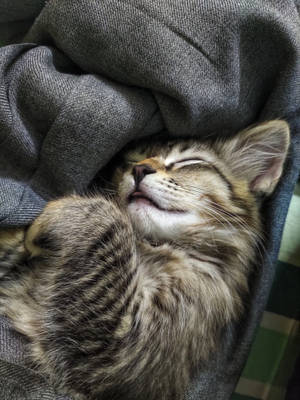 Cute Sleeping Cat Wallpaper