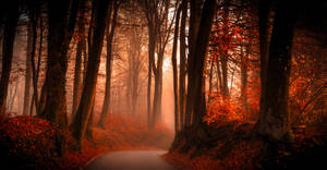 Dark Autumn And Foggy Forest Wallpaper