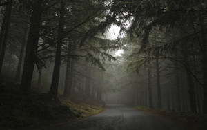 Dark Foggy Forest With Road Wallpaper