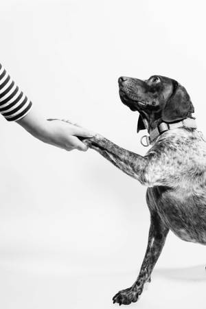 Dog Black And White Photography Wallpaper