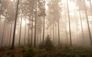 Dreamy Foggy Forest Wallpaper