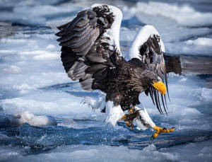 Eagle Hunting Prey In Frozen Lake Wallpaper