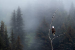 Eagle Perched On Tree Wallpaper