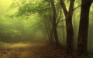 Eerie Green Foggy Forest Wallpaper