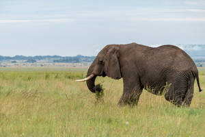 Elephant Eating Grasses Wallpaper