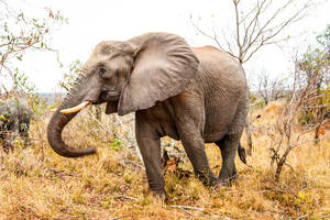 Elephant In Dry Savanna Wallpaper
