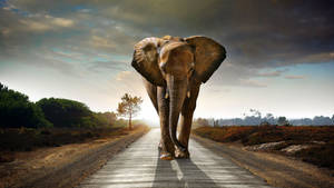 Elephant On The Road Wallpaper