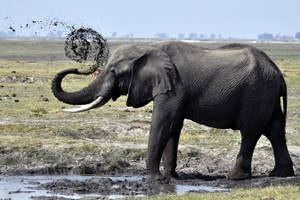 Elephant Playing With Mud Wallpaper