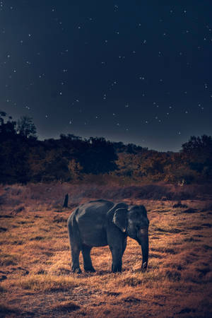 Elephant Under Starry Night Wallpaper