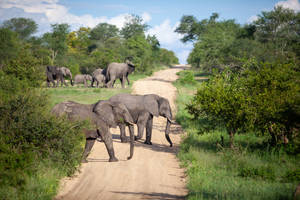 Elephants Crossing Road Wallpaper