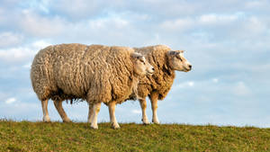 Fluffy Sheep On The Grass Wallpaper