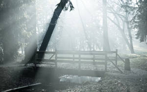 Foggy Forest Bridge Grayscale Wallpaper