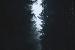 Foggy Forest With Dark Pine Trees Wallpaper