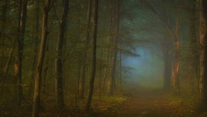 Foggy Forest With Dirt Path Wallpaper