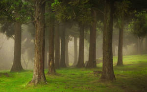 Foggy Forest With Grassy Ground Wallpaper