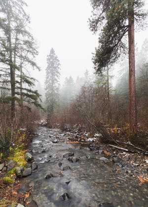 Foggy Forest With Rocky Stream Wallpaper