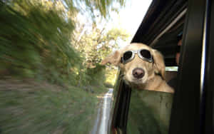 Funny Dog Looks Out From Car Window Wallpaper