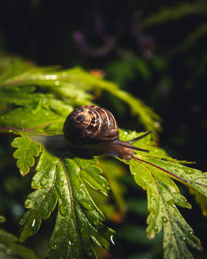 Gorgeous Snail On A Rainy Day Wallpaper