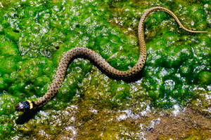 Grass Snake On Algae Wallpaper
