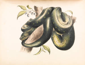 Green Snake Illustration Wallpaper