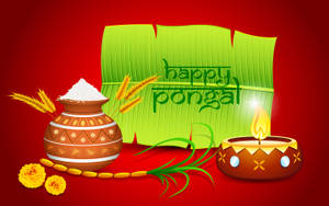 Happy Pongal Harvest Wallpaper