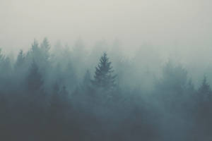Iconic Foggy Forest Pine Trees Wallpaper