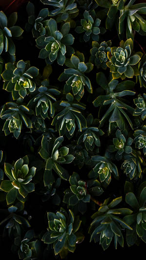 Instagram Story Green Succulent Plants Wallpaper