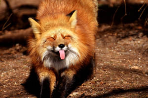 Japanese Red Fox Sticking Tongue Out Wallpaper