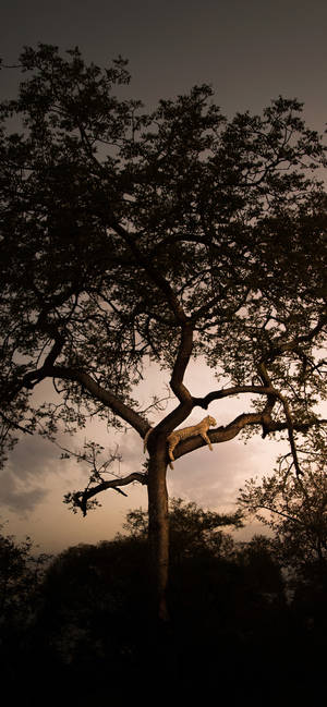 Leopard On A Tree Africa Iphone Wallpaper