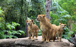 Lion Cubs Lioness Wallpaper