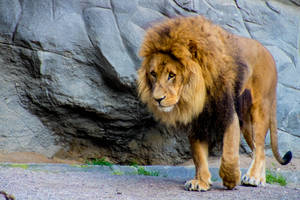 Lonely Zoo Lion Wallpaper