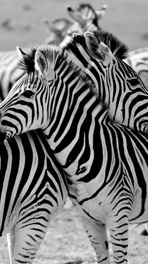 Majestic Zebras In The Wild African Plains With An Iphone Wallpaper