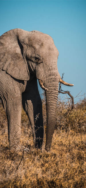 Massive Grey Elephant Africa Iphone Wallpaper