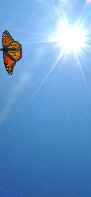 Monarch Butterfly Aesthetic Iphone 11 Wallpaper
