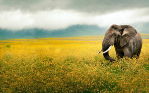 Natural Elephant In Grass Field Wallpaper
