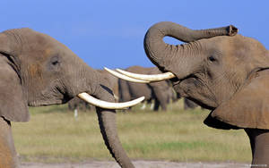Playful African Elephant Wallpaper