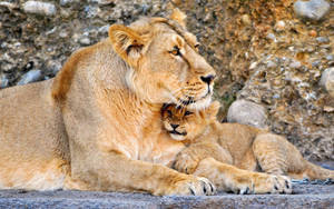 Resting Lion Cub With Lioness Wallpaper
