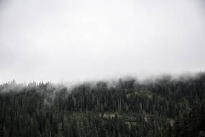Scenic Foggy Forest Of Pine Trees Wallpaper