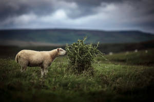 Sheep And Thorn Plant Wallpaper