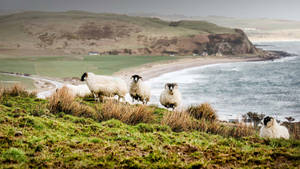 Sheep Beside Ocean Wallpaper