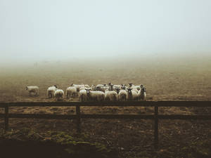 Sheep Herd Misty Morning Wallpaper
