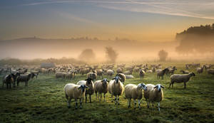 Sheep In Misty Grass Field Wallpaper