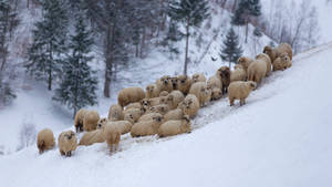 Sheep In Snow Wallpaper