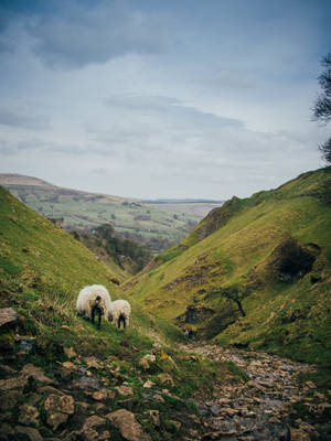 Sheep On The Valley Wallpaper