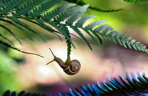 Snail Acrobatics Wallpaper