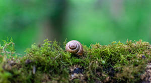 Snail In Middle Earth Wallpaper