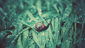 Snail Slowly Crawling On A Leaf Wallpaper